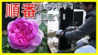 ローズ ポンパドールの剪定と誘引★バラ育成をしている人の性！