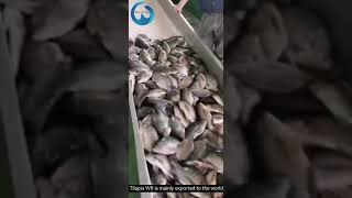 Good day Buyers!Available seafoods（Frozen Whole Round Tilapia）for very affordable.to the world.Fresh