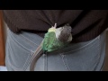 ウロコインコ：ハル 【離さない！】 conure haru cling