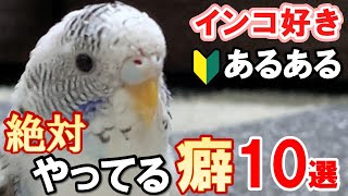 【まとめ】セキセイインコが大好きな人は必ずやってる習慣