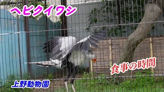 ヘビクイワシ #3 上野動物園