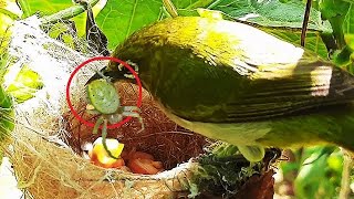 MoM Goes Crazy Feeding SPIDER FROG to Just born Baby Birds | White eye Feeding baby birds in Nest