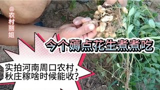 河南农村马上收秋了，玉米花生啥时候能收薅点花生看看咋样