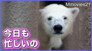 そこで覗いてるの誰！？　覗き返すリラ　Polar Bear is watching keeper