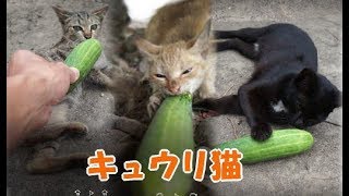 【THEキュウリ猫】キュウリで驚かずにキュウリを食べてしまったオレンジ猫