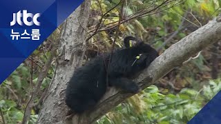 덕유산서 '발신기 없는' 반달곰 포착…\