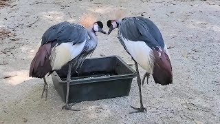 冠が素敵なホオジロカンムリヅル（大牟田市動物園）2023年10月