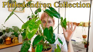 My Philodendron Collection | 22 Species (2021)