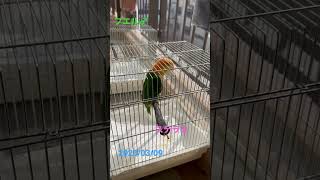 我が家のシロハラペア#shorts#シロハラインコ #bird