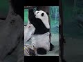 圓仔抬腳取蘿蔔 蹲坐吃 panda shorts yuanzai