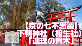 【京の七不思議】下鴨神社～相生社～「連理の賢木(れんりのさかき)」