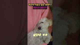 포비 동생 베찌! 얘네 왜 이러는 걸까요???#백령도.#미니비숑,#포비동생