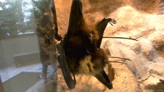 Japanese endemic species.Ryukyu flying fox.Ueno Zoo.オリイオオコウモリ。上野動物園。