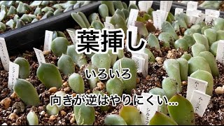 [多肉植物]いろいろ葉挿し。向きが逆でやりにくい…^_^私の戯言