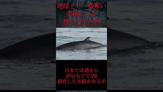 【ゆっくり解説】地球上で一番寒い南極にいる様々な生き物