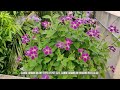 chinese violet complete care permanent flowering plant വർഷം മുഴുവനും പൂക്കൾ തരുന്ന ചെടി