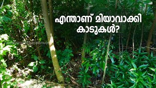 മിയാവാക്കി മാതൃക വനവത്‌കരണം കേരളത്തില്‍ | Miyawaki model of Afforestation in Kerala by M.R. Hari