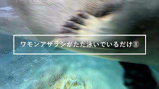 ワモンアザラシがただ泳いでいるだけ⑧