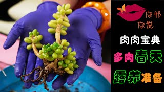 【你邢你说】肉肉宝典 - 春天，多肉植物室外露养准备