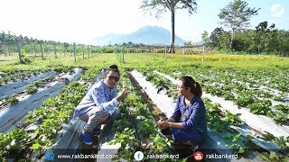 เกษตรกรไทยทำได้ ทำไร่สตรอว์เบอร์รี่ที่สุพรรณฯ : พิมพ์วรัตน์ เรืองประชา[ Rakbankerd | รักบ้านเกิด ]