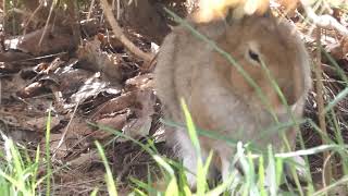 超かわいい！！　草原で偶然出会ったエゾユキウサギ