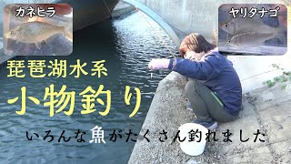 琵琶湖水系・小物釣り～カネヒラ・ヤリタナゴ・ワカサギ・コブナなど