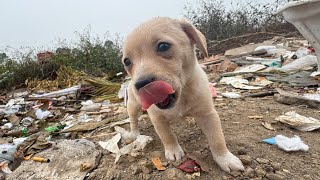 NONG TV story - Wolf howling stray puppy looking for mom was rescued from the dump/ Full Video