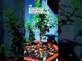 bonsai shito || bahan bonsai shito serisa super micro #shortsvideo #bonsaimini #shitobonsai