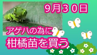 可愛いアゲハの幼虫の画像が出てきます♪苦手な方はご注意ください/餌としてキンカンとユズを買いました🍋🍊