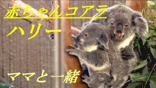 赤ちゃんコアラのハリー　ママと一緒　金沢動物園