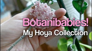 My Hoya Collection | Carnosa Variegata Compacta Freckle | Botanibabies
