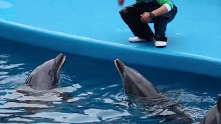 仙台うみの杜水族館　トレーナーとイルカとの美しい信頼関係｜LIB