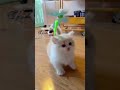 おもちゃで遊ぶ子猫がかわいすぎる【kittens playing with toys are too cute】 shorts