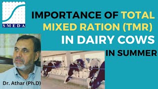 Importance of Total Mixed Ration TMR in Dairy Cows in Summer | Dairy Farm | TMR Feeding | Dairy Cows