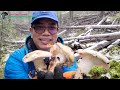 mùa đông lạnh giá 2vc lại bất ngờ bội thu nhiều nấm tÙng nhung quý 🇨🇦1622》 matsutake foraging bc