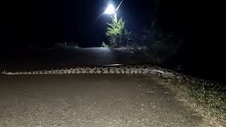 Big Anaconda Snake