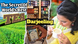 🇮🇳 দার্জিলিং চা |Best Darjeeling Tea Shop and Price | Golden Tips |Darjeeling Tea Store Place To Buy