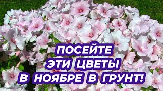 ЧТО ПОСЕЯТЬ В НОЯБРЕ? Сею в ноябре эти 3 неприхотливые растения чтобы не сеять их на рассаду весной!