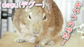 degu(デグー) おやつを与えてみたら興味津々で可愛い件。 【VLOG】