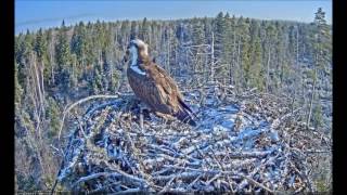 Estonian Osprey 4 15 17 morning