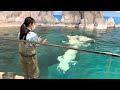 2023 04 25 ベルーガのトレーニング【グレイ u0026ナナ u0026ミライ編】@名古屋港水族館