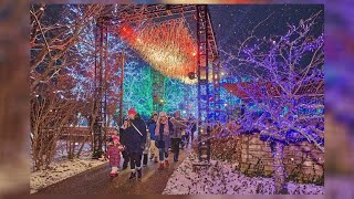 The Morton Arboretum’s Illumination lights exhibition returns for the holiday season