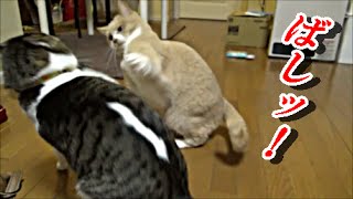 【猫の動画日記】猫の喧嘩バトル女王だいずvs♂猫だいず；おもしろ猫動画