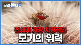 단 몇 시간만에 어린 순록을 급성 빈혈로 쓰러뜨린다｜전세계에서 가장 치명적인 모기를 피해 살아가는 툰드라 유목민의 현실｜다큐프라임｜#골라듄다큐