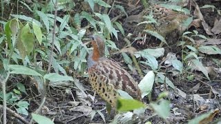 舞岡公園のコジュケイとコジュケイ（幼鳥）その２（4K動画）