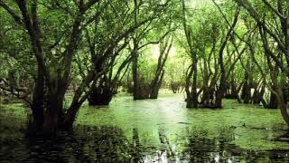 Swamp Sounds at Night - Frogs, Crickets, Light Rain, Forest Nature Sounds | 3 Hours
