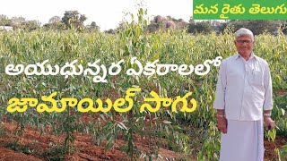 జామాయిల్ మొక్కలు ఆయుధున్నర ఏకరాలలో సాగు చేస్తున్నరైతు    jamaoil sagu    మన రైతు తెలుగు