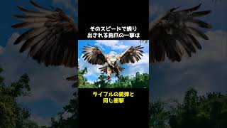 地球最強の猛禽類オウギワシの秘密🤫暴露します🔥