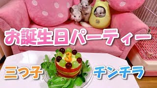 三つ子チンチラのお誕生日会