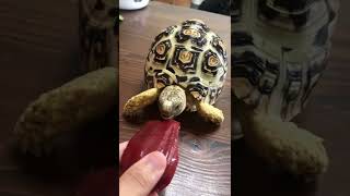 【ASMR MUKBANG🔊】萌爆阿Ri 吃蓮霧☺️吃播🔊First Wax apple🍎 #tortoise #leopardtortoise ｜喜歡請按訂閱支持